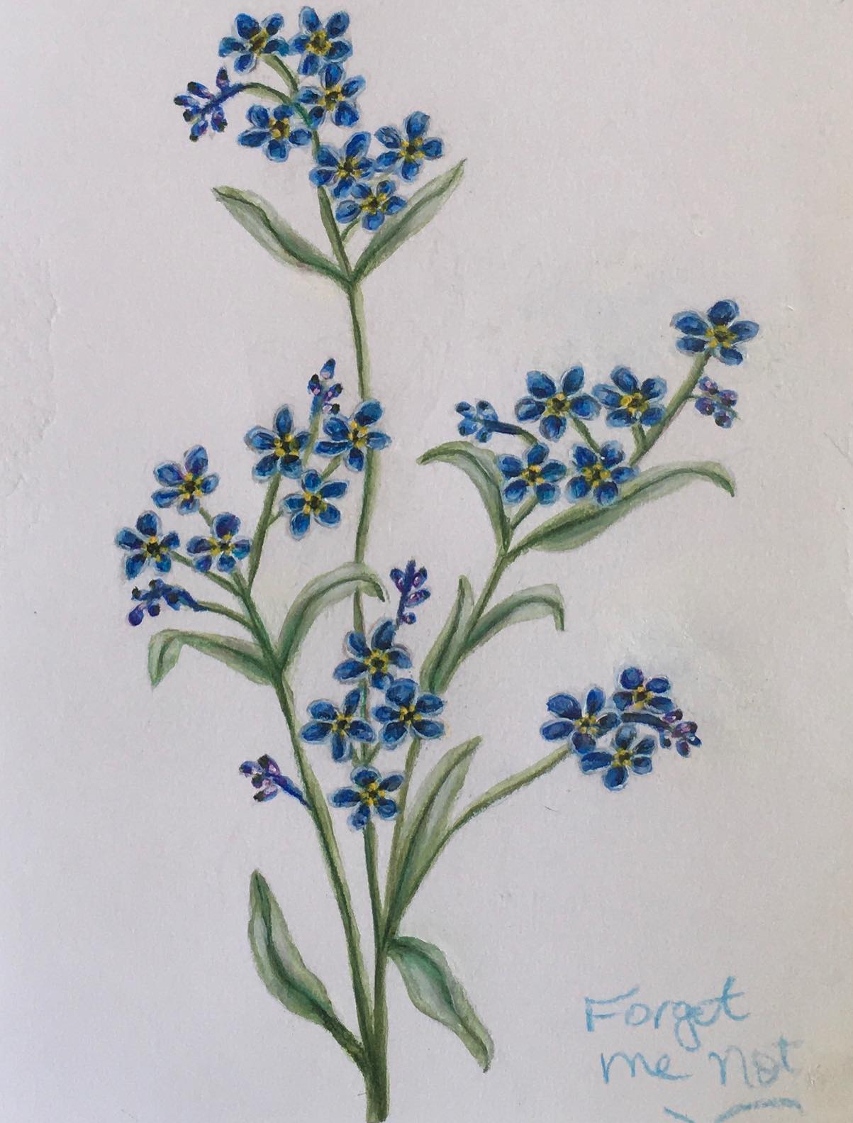 Flower Spirits Series Robin Phillips Studio