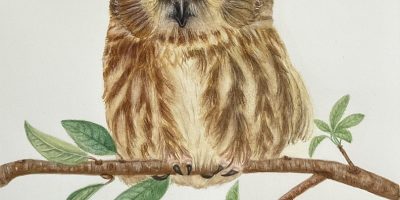 Bird Art